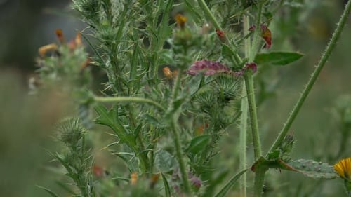 TILT UP Milk Thistle With Pink Flowerhead