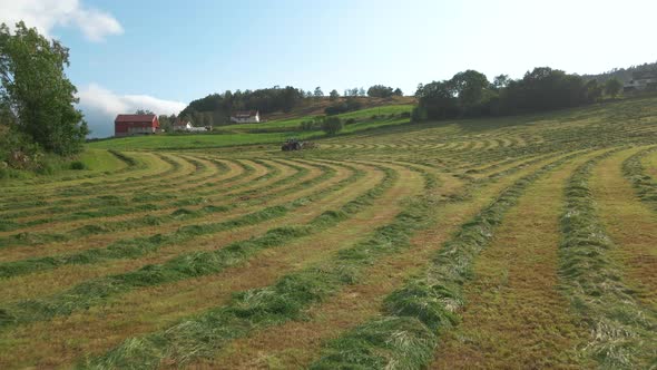 Rows of cut-down fodder ready to be collected for silage production ...
