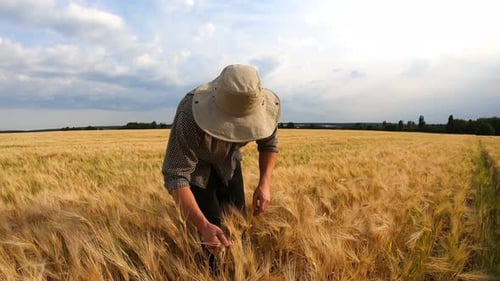 Male Agronomist Walking Among Ripe Wheat Meadow and Examining Cereal Ears of Crop