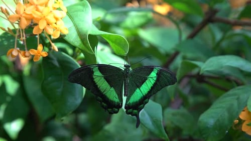 Butterfly 2