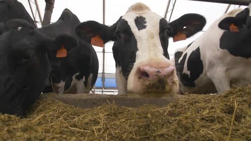 Feeding Cows With Hay On The Farm.