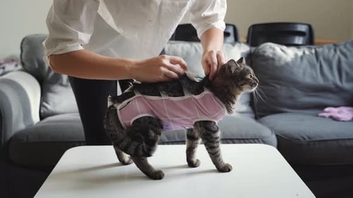 Cat Receives Treatment from Person Indoors