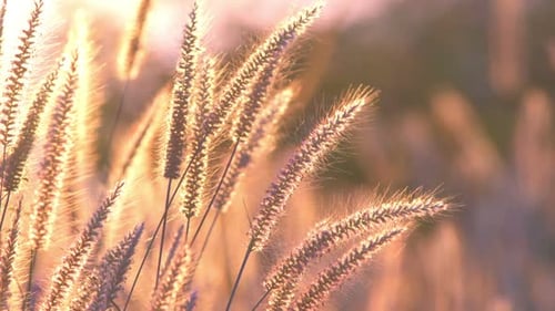 Gras im Wind