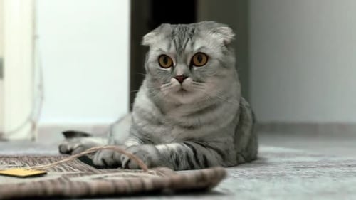 Streichelkatze liegt auf dem Sofa im Wohnzimmer. Schläfrige dunkle britische Katze mit sich streckenden orangefarbenen Augen.