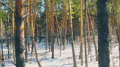 Motion From Lively Highway Between Thin Pine Tree Trunks