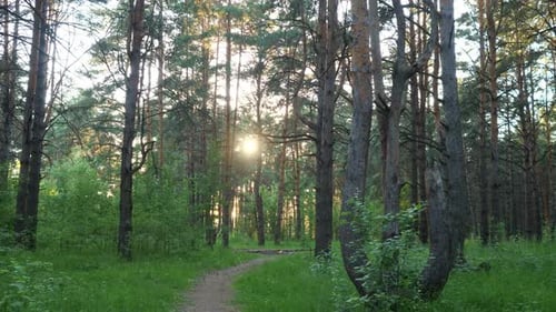Beautiful Golden Sunset Over a Trail in a Pine Forest