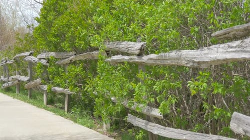 Wooden Fence With Green Vegetation Next to Sidewalk