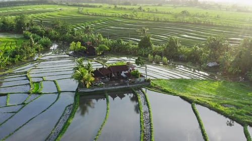 Aerial View At Rice Terraces Full Of Water In Deep Jungle, Bali, Indonesia. Grass Is Green And Juicy