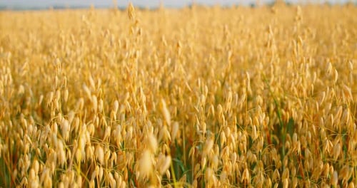 Closeup of Ripe Golden Ears Oat Swaying in the Wind in Field