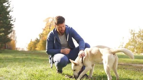 Dog Plays with a Man in a Clearing in the Park During a Walk a Playful Dog Walks on a Sunny Autumn