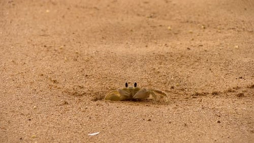 Tropische Krabbe in ihrem natürlichen Lebensraum an einem goldenen Strand in der Karibik