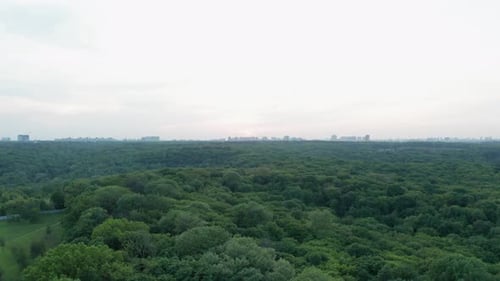 Coucher de soleil en forêt