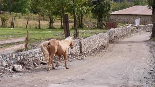 Brown horse walking on a rural pathway
