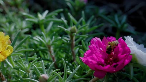 Close Up of One Honey Bee Flying Around Honeysuckle Flowers