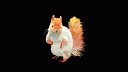77 Weißes Eichhörnchen Tanzen HD