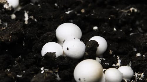 White Button Mushrooms Growing in Dark Soil Time Lapse