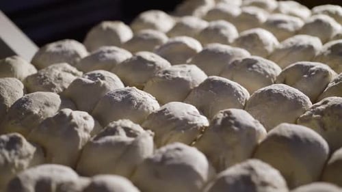 View of Formed Raw Dough for Baking Donuts on a Tray at Factory