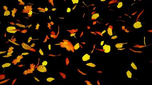 Turbulento bucle de hojas de otoño