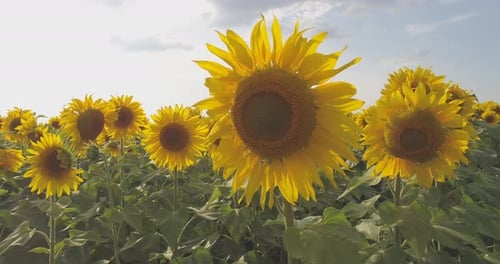 A sunflower field