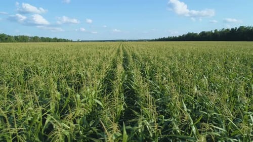 Aerial Drone Footage. Flying Over a Golden Corn Field in Beautiful Farmland. Dolly Shot Movement