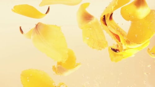 Petals of Tulips Fall in Water
