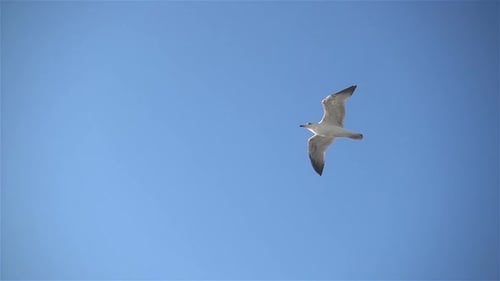 Möwe 6