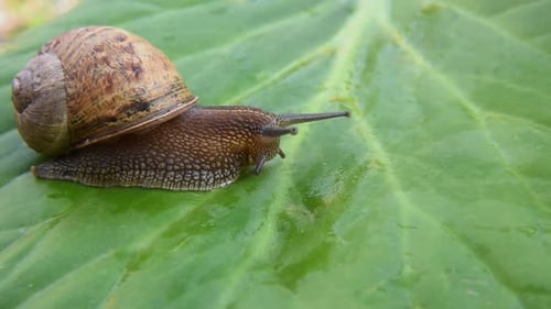 Snail on green leaf