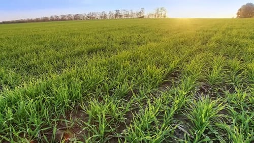 Natural Wheat Field Camera Movement To the Side