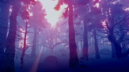 Winter Forest