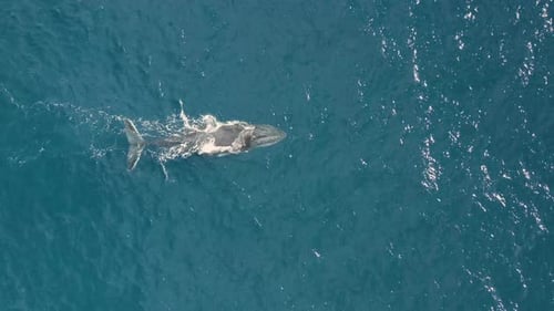 Vista aérea de ballenas jorobadas.