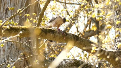 Amazing bird of prey eating it catched small animal on top of a fallen tree in Ontario on a bright s