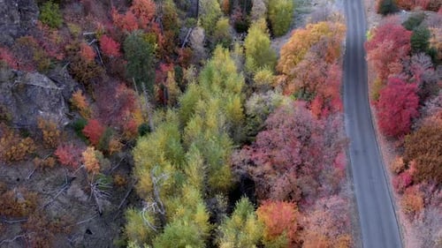 Aerial view of road following river through forest in Fall