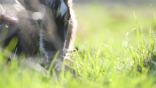 Hausmilchziege mit langem Bart und Hörnern ruht am Sommertag auf grünem Weidegras