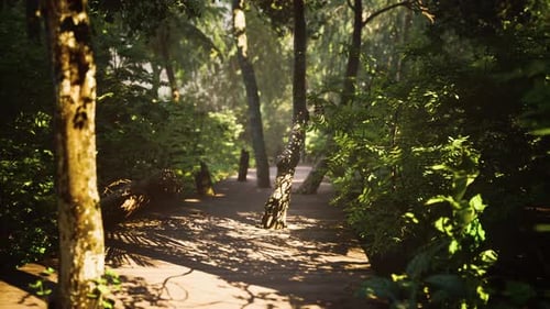 Wooden Walking Way Leading Through Beautiful Autumn Forest
