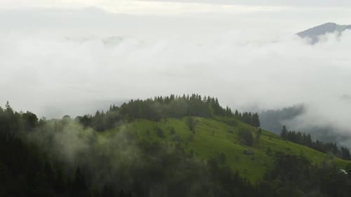Misty Forest in Mountain. Marvelous View of Over Pine Forest in the Morning. There Is Magical Fog