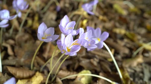Purple Flowers Blooming Among Autumn Leaves