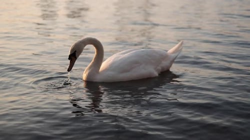 ein Schwan schwimmt im Solomotion