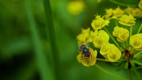Hoverfly Gathering Pollen on Bright Yellow Flower