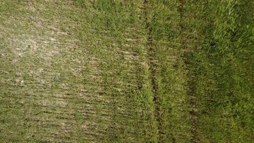 Aerial View on Green Wheat Field in Countryside