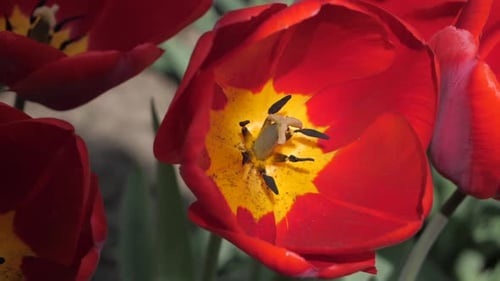 Vivid Red Tulips Blooming in the Sunlight