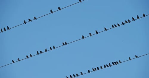 A flock of European starlings (Sturnus vulgaris) roost on overhead wires. Occitanie, France