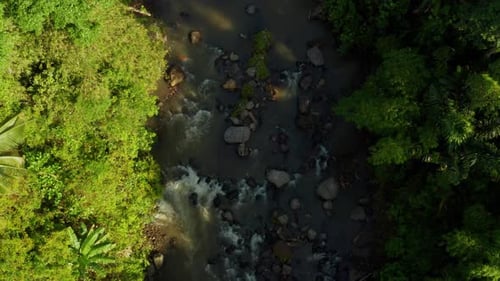 Tropical River Flowing Through Lush Green Jungle