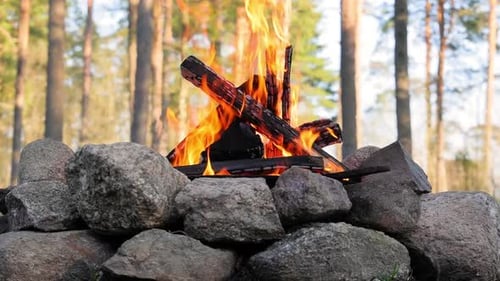 Burning Campfire in the Forest