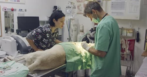 Veterinary surgery - Veterinarian operating a white dog in a pet clinic