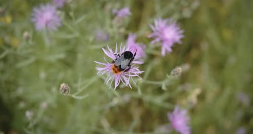 Bumble Bee on a Purple Flower
