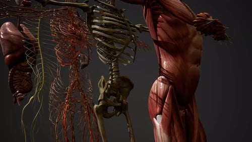 Rotating 3D Human Anatomy with Muscles Skeleton and Organs