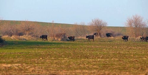 Cattle Herd Grazing in a Sunny Field