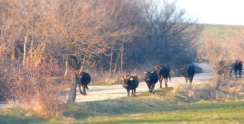 Cattle Herd Walking Down Rural Dirt Road