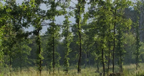 Frühlingswald nach dem Regen. Die Natur erwacht zum Leben