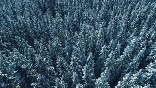 Winter Season Spruce and Pine Trees Covered with Snow. Aerial Top Down Flyover Shot of Winter Forest